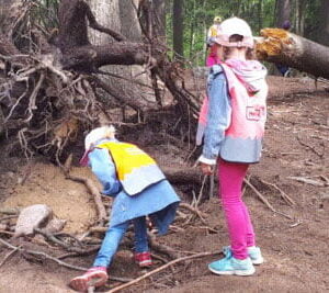 Learning in a forest